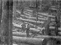 Four loggers with several downed trees