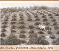 Geo. Powell Vineyard and team, Mill Creek - 1910, Additional description on file