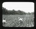 Strawberry picking on a commercial scale, Georgia