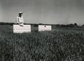 Men examining barley