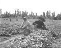 Harvesting cucumbers