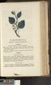 A New Family Herbal or Familiar Account of the Medical Properties of British and Foreign plants also their uses in Dying and the Various Arts arranged according to the Linnaean System [p877]