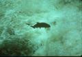 Fish leaping in white water