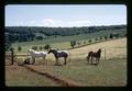 Three horses, Sheridan, Oregon, June 19, 1972