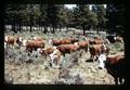 Hereford cattle, California, circa 1970