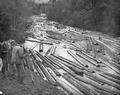 Coos Bay Lumber Company log drive on the East Fork of the Coquille River