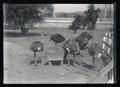 Ostriches feeding