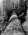 Spruce Log (5)