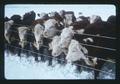 Beef cattle huddled in the snow, Squaw Butte Experiment Station, Burns, Oregon, 1976