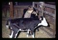 Child with calves, Oregon, circa 1971