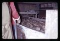 Dirty potatoes on conveyor belt, Metolius, Oregon, February 1972