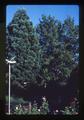 Unpruned oak tree at Henderson home, Corvallis, Oregon, 1987