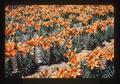 Closeup of lilies near Wilsonville, Oregon, June 1974