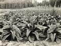 Tobacco field