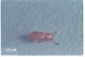 Ahasverus advena (Foreign grain beetle)