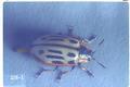 Chrysomela lineatopunctata (Leaf beetle)