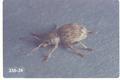 Peritelinus oregonus (Ash gray weevil)