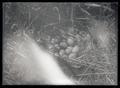 Sharp-tailed grouse nest