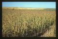 Moro wheat plot, Moro, Oregon, circa 1960