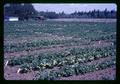 Strawberry breeding test plots at Lewis Brown Farm, Corvallis, Oregon, 1967