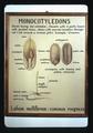 Monocotyledons seed illustration, 1974