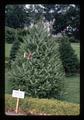 Oregon Christmas trees, Oregon State University, Corvallis, Oregon, circa 1972