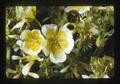 Closeup of yellow and white flowers, 1973