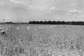 Japanese evacuees harvesting onion seed in Malheur County