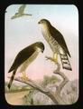 Sharp-shinned Hawk