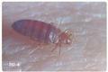 Cimex lectularius (Bed bug)