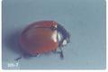 Coccinella californica (California lady beetle)