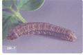 Feltia ducens (Dingy cutworm)