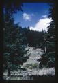 Tansy ragwort in forest near Lebanon, Oregon, 1966