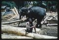 Elephants handling logs, Ceylon (Sri Lanka), circa 1965