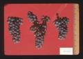 Gray Riesling wine grapes, Oregon, 1974