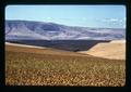 Wheat and fallow fields, Kaseberg ranch, Sherman County, Oregon, 1974