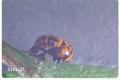 Hippodamia sinuata (Sinuate lady beetle)