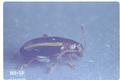 Systena elongata (Elongate flea beetle)