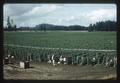 Pole bean field near Jefferson, Oregon, 1965