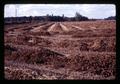 Windrowed crimson clover near Monroe, Oregon, circa 1969