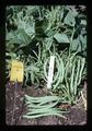 Closeup of 4899-2 bean plants, Oregon, 1977