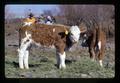 Cattle, Wheeler County, Oregon, circa 1973