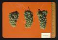 Sauvignon Blanc wine grapes, Oregon, 1974