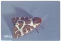 Arctia caja (Garden tiger moth)