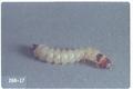 Tenebroides mauritanicus (Cadelle beetle)