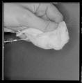 Laboratory mouse being injected