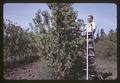 Dr. Melvin Westwood pruning pear hedgerow, 1966