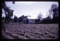 Strawberries and covered bridge in Irish Bend, Oregon, 1961