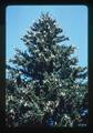 Fir tree laden with cones, Hood River, Oregon, 1979