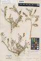 Astragalus scutaneus Barneby